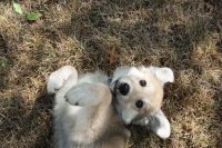 Playful Dog