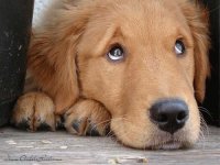 Golden Retreiver