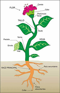 La planta