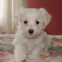 Poodle cachorro