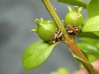 Buxus sempervirens. Buxo. Galiza