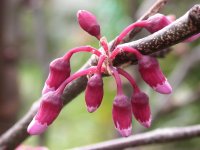 cercis siliquastrum. Botão floral