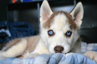 Blue Eyes Doog