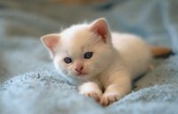 Blue Eyes Cat