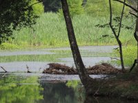 Water Scenes