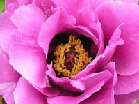 peonia