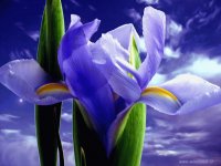 iris