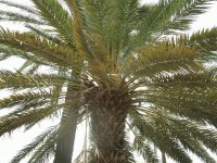 Palm tree