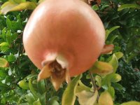 Pomegranate