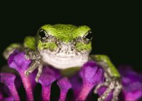 Purple and Green