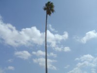 Papaya Tree