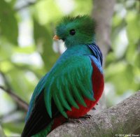 aves y flores hermosas