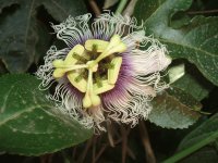 Passion Flower