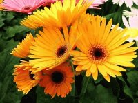 fiori gialli