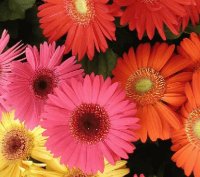 gerbera