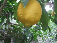 Lemon