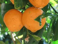 Oranges after the rain