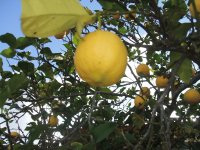 Lemon Tree
