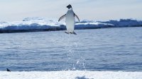 Jumping Penguin