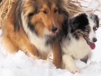 Australian Shepard