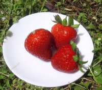 jagode