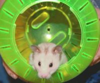 my hammy Mysty R.I.P.