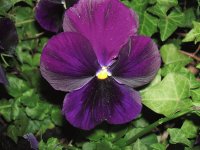 Purple pansies 3