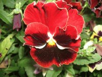 Red pansies