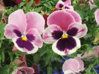 Pink pansies