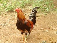 Gallo