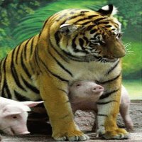 Pig and tiger