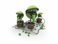 carnivoras