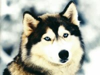 Cão