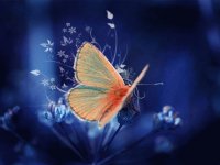 colores