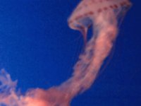 Jelly fish