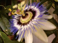 Passion Flower