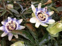 Passion Flower