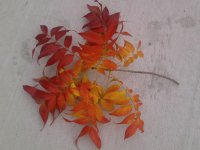 Fall Leaves