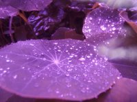Rain Drops on Purple Leaves