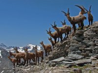 Animali liberi Valsusini