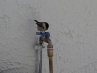 Uccellino Valsusino