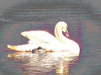 Swan