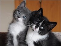Gatinhos.