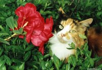 GATO
