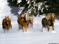 CABALLOS