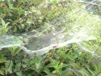 Spiderwebs on a bush