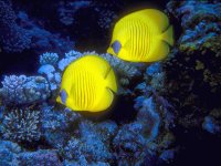 peces