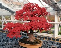 Bonsai 13.