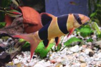 peces