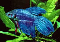 peces